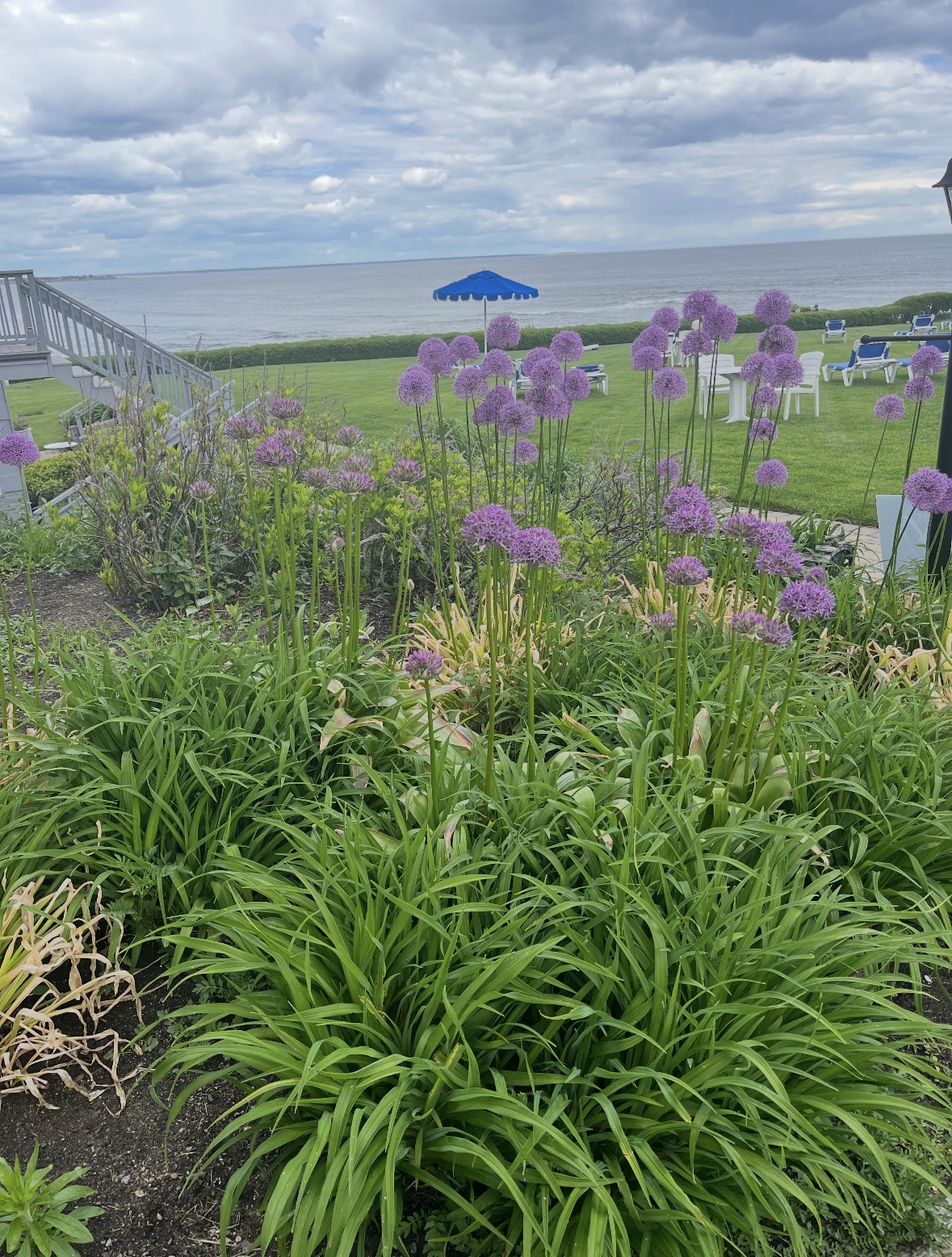 Purple allium flowers in a coastal garden overlooking the ocean